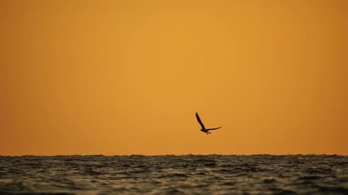 A Flock of Seagulls Fly and Fish in the Sea