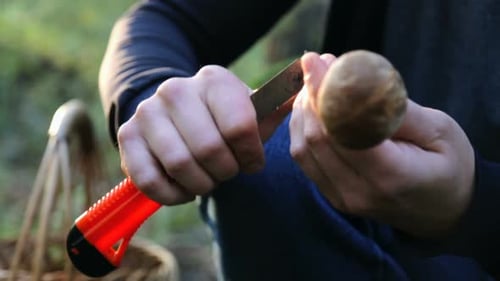 A man collects edible organic mushrooms growing in a beautiful scenic sunny autumn forest.