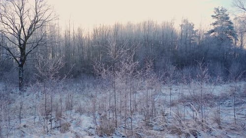 Winter woods with snow and frost landscape outdoors. Beautiful nature in daytime