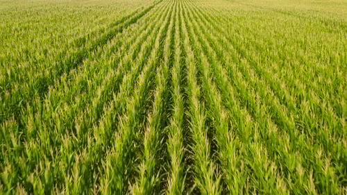 Aerial View of Bright Green Corn Rows