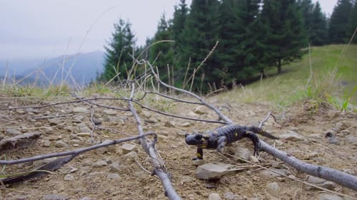 Vibrant Salamander Walking on Mountain Forest Floor