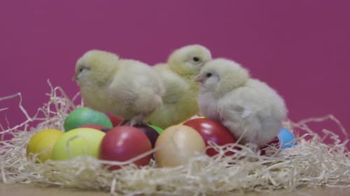 Kleine Hühner spielen auf bunten Ostereiern. Rosa Hintergrund. Flauschige Küken