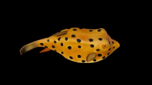 Boxfish
