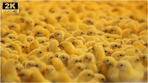 Chick