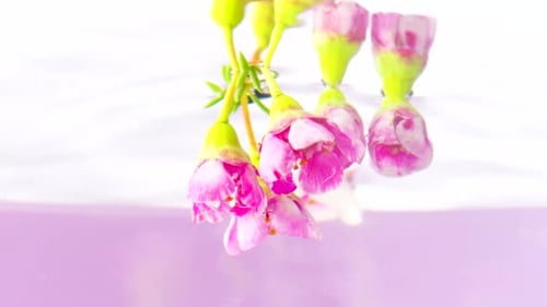 Schöne rosa Blütenknospen, die sich in kristallklarem Wasser um sich selbst drehen