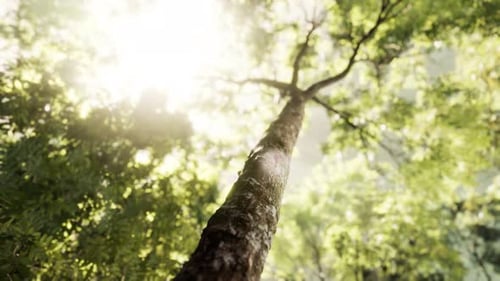 Rayons de soleil éclatants dans une forêt brumeuse