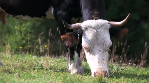 Cow Grazing Peacefully in Rural Green Pasture