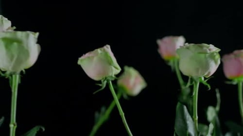 Pink with White Roses