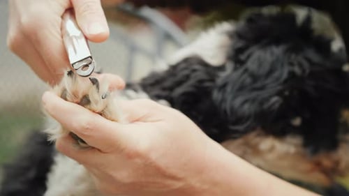 Les mains avec une tondeuse coupent les griffes du chien