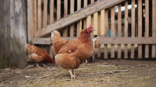 Chickens Eating Grains on Farm Hens Walking in the Paddock