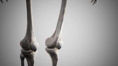 Full Human Skeleton Standing