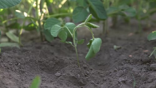 Green soybeans in a farmer's field, high yield. Ecological planet protection concept.