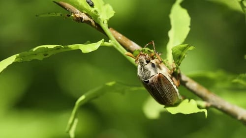 Cockchafer (Maikäfer) auf dem jungen Eichenzweig - Makroaufnahme