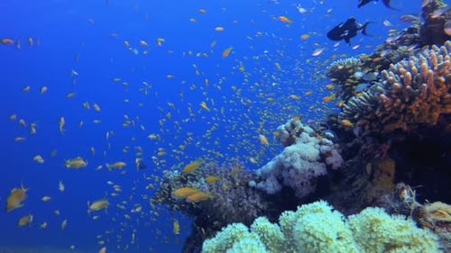 Vibrant Coral Reef with Schools of Fish Underwater