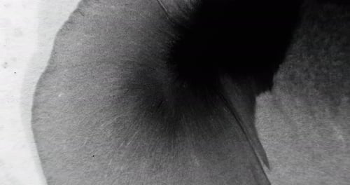 Black Ink Spreading on White Absorbent Paper