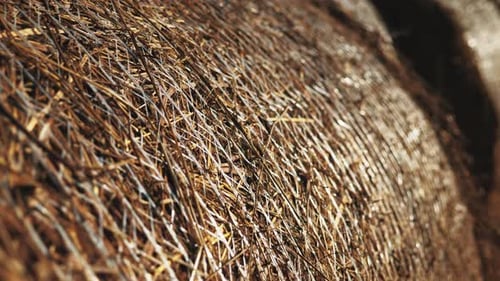 Close Up Packed Haystacks Rolls Hay Bales Isolated
