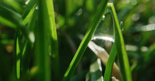 Gota de água pendurada na grama