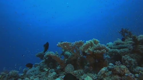 Tropical Colourful Fishes Blue Water