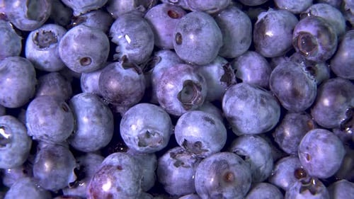 Close Up Rotate Blueberries.