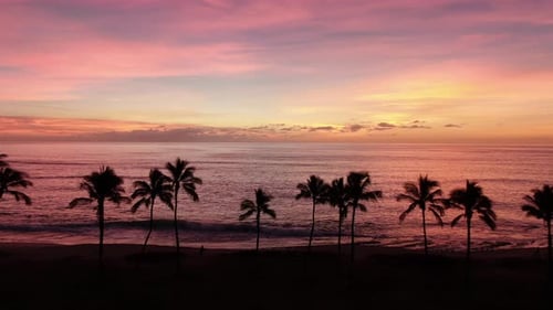 Palm Trees