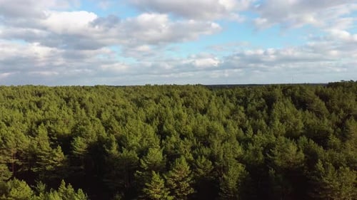 Grüner Kiefernwald Blick von oben im Pine Wood Park auf Waldbäumen Sonniger Tag. 4K-Luftbild