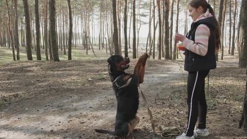 Girl Training Rottweiler Dog in the Forest