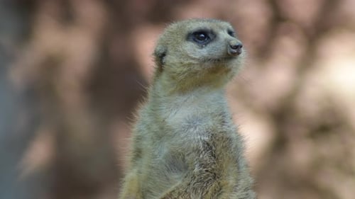 Erdmännchen Suricate