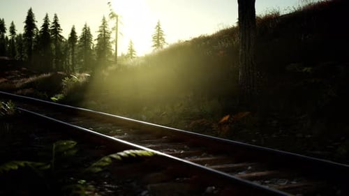 Scenic Railway Tracks Through Forest at Golden Hour