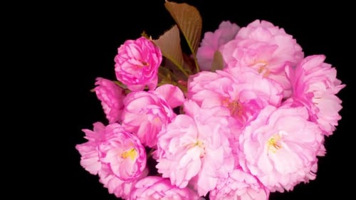 Close-up of Pink Blossoms Blooming on Black Background