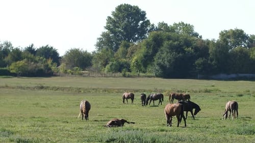 Grazing Horses