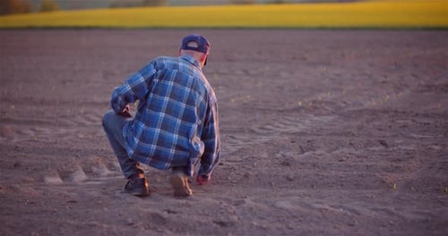Agriculture - Farmer Examining Young Corn Growing at Agricultural Field