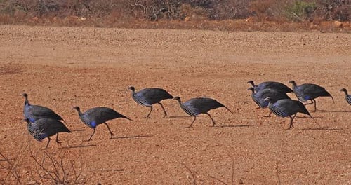 Geier-Meerschweinchen, Acryllium vulturinum, Gruppe im Samburu Park, Kenia, Echtzeit 4K
