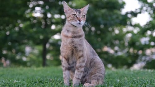 Park Cat