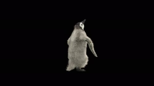 Fluffy Baby Penguin Chick Walking with Alpha Channel