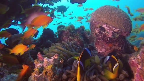 Clownfish Amphiprion Bicinctus