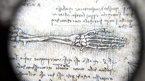 Anatomy art