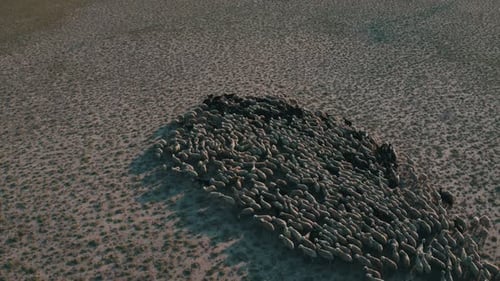 Desert Lake: Sheep Husbandry 2 with mountain view