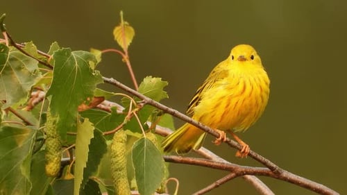 Close up, female yellow warbler bird perched on a tree branch. Blurred background