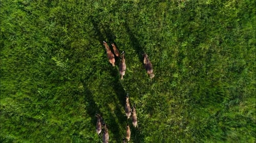 Chevaux sauvages qui courent des Mustangs sauvages sur la belle herbe verte