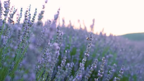 Lavender Flowers