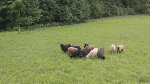 Herd of Sheep
