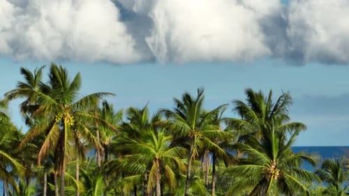Palm Trees in Hawaii