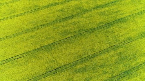 Gelbes Rapsfeld im Frühling. Drohnenaufnahme von Blooming Field, Gelbe Vergewaltigung