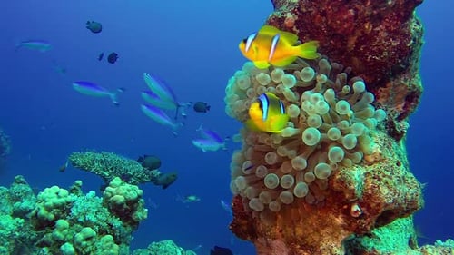 Beautiful Underwater Clownfish and Sea Anemone