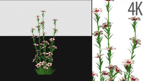 Realistic Growing Flowers and Grass Animation