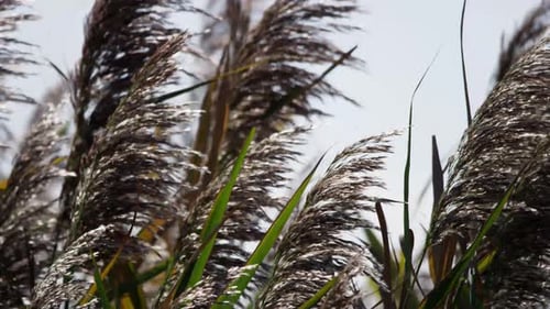 Nature et air