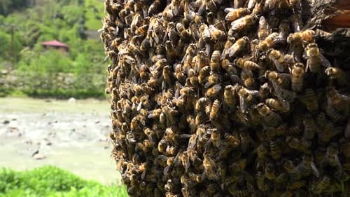 Bee Swarm On Tree Branch