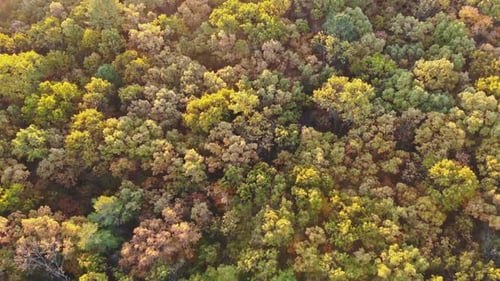 Expansive Landscape of Deciduous Forest of the Autumn Forest in the From a Height