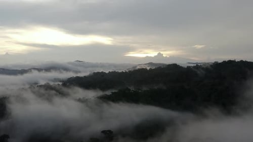 Aerial view of a tropical forest with a layer of dense fog hanging over the tree canopy