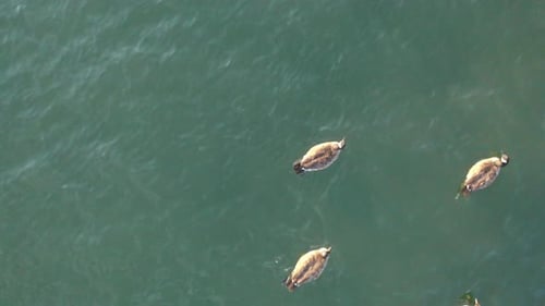 Ein Blick von oben nach unten über Enten, die früh an einem sonnigen Morgen im East River in New York schwimmen. Die riv